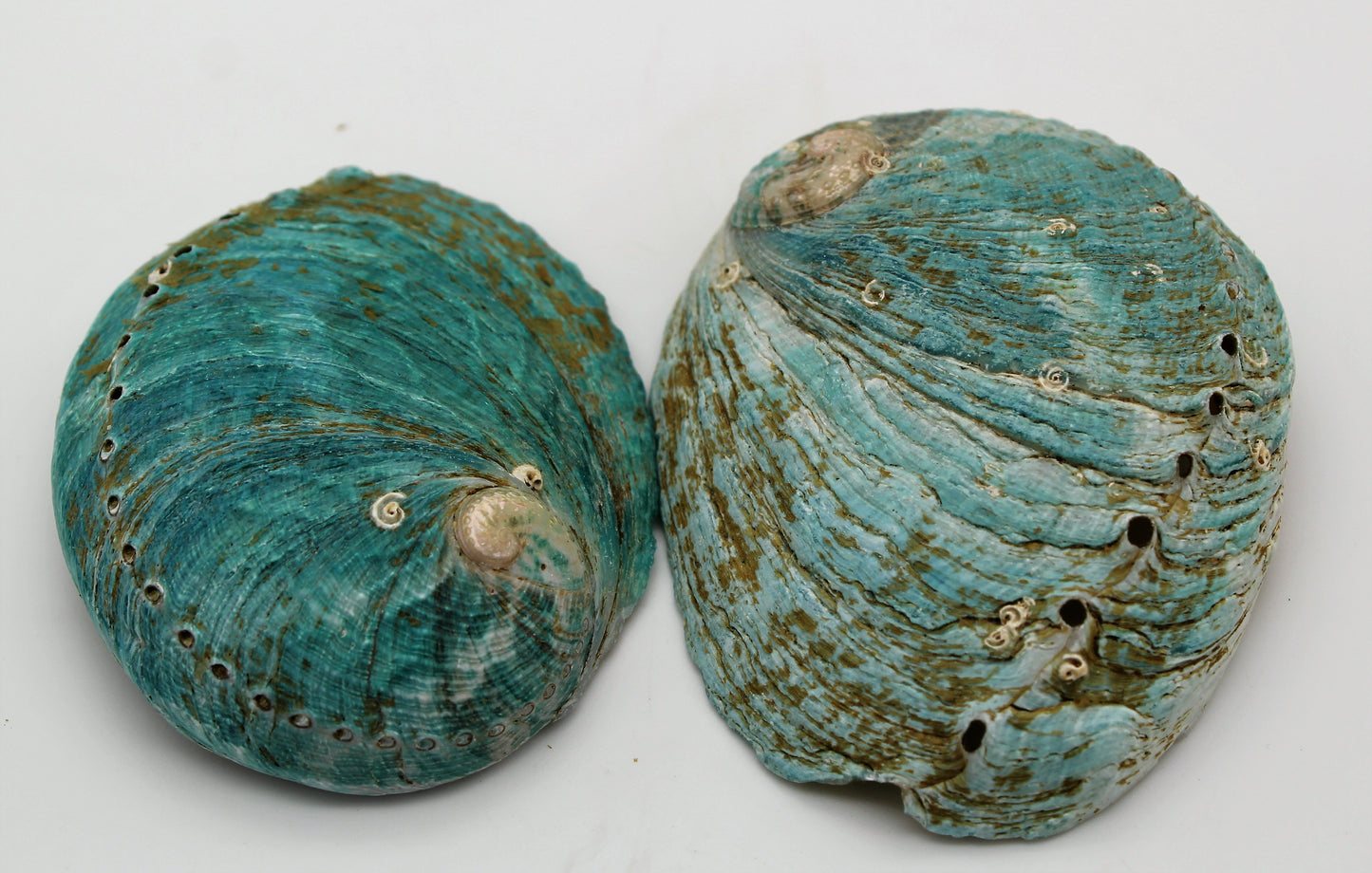 Crossbred Greenlip and Blacklip Abalone Shells Back