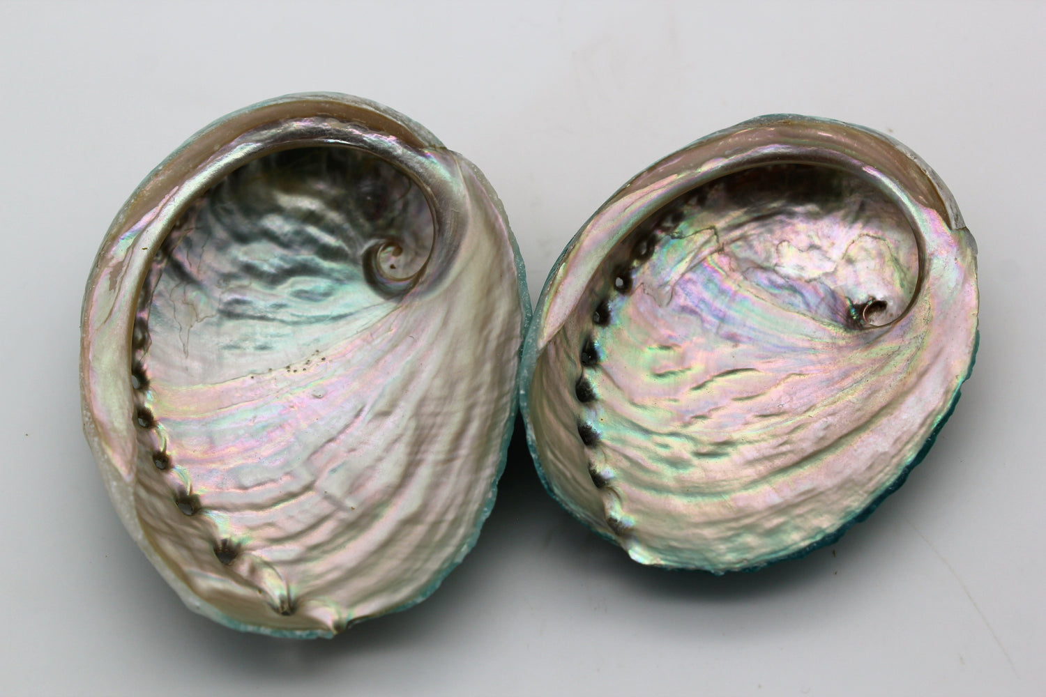 Crossbred Greenlip and Blacklip Abalone Shells Front
